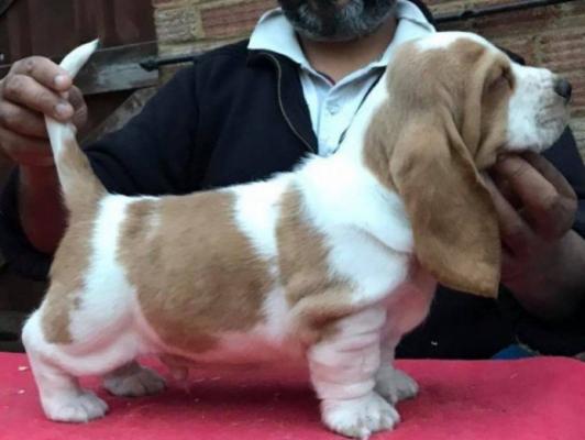 Stunning Basset Hounds For Sale